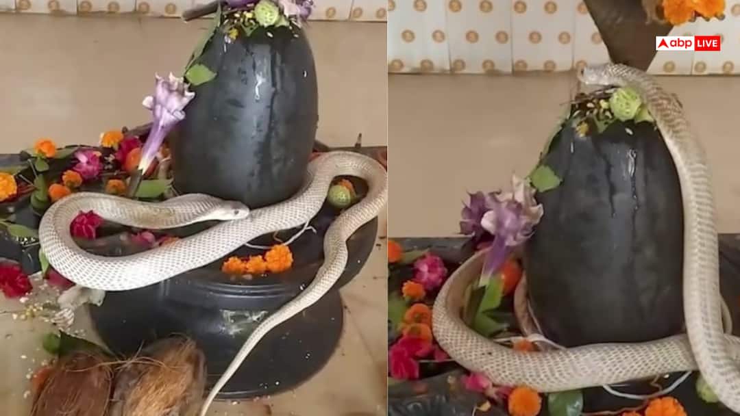 Video: सावन में शिवलिंग पर लिपटा सांप, नर्मदेश्वर महादेव मंदिर में भक्त हुए हैरान, वीडियो वायरल Video Unique sight in Chhattisgarh Kanker Narmadaeshwar Mahadev temple snake wrapped around Shivling Video: सावन में शिवलिंग पर लिपटा सांप, नर्मदेश्वर महादेव मंदिर में भक्त हुए हैरान, वीडियो वायरल
