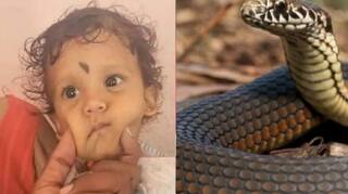 1-Year-Old Child Bites Cobra: ਕੋਬਰਾ ਨੂੰ 1 ਸਾਲ ਦੇ ਬੱਚੇ ਨੇ ਵੱਢੀ ਦੰਦੀ, ਸੱਪ ਦੀ ਮੌਤ ਬੱਚਾ ਹੋਇਆ ਬੇਹੋਸ਼, ਫਿਰ...