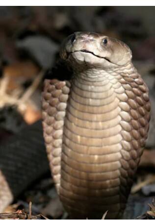 1 ਸਾਲ ਦੇ ਬੱਚੇ ਨੇ ਕੋਬਰਾ ਨੂੰ ਵੱਢੀ ਦੰਦੀ, ਸੱਪ ਦਾ ਹੋਇਆ ਬੁਰਾ ਹਾਲ, ਫਿਰ...