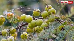 कच्चा आंवला-आंवला पाउडर या सूखा हुआ आंवला? जानें सेहत को किससे मिलता है सबसे ज्यादा फायदा