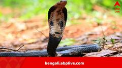 শিশুর কামড়ে গোখরোর মৃত্যু, একেবারে দু'টুকরো হল বিষধর, দিব্যি সুস্থ ২ বছরের ছেলে