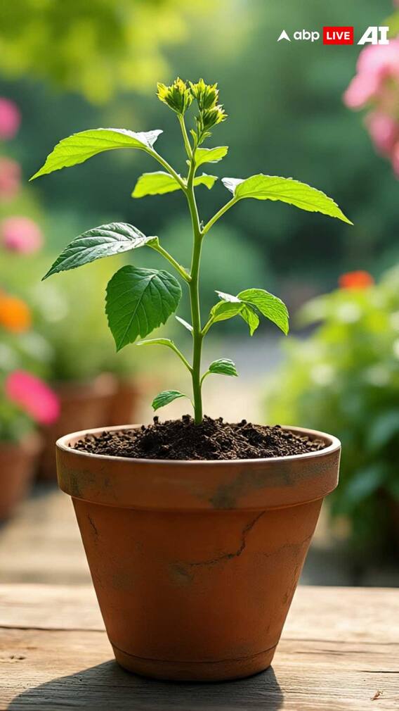 गमले में कैसे उगा सकते हैं अश्वगंधा?