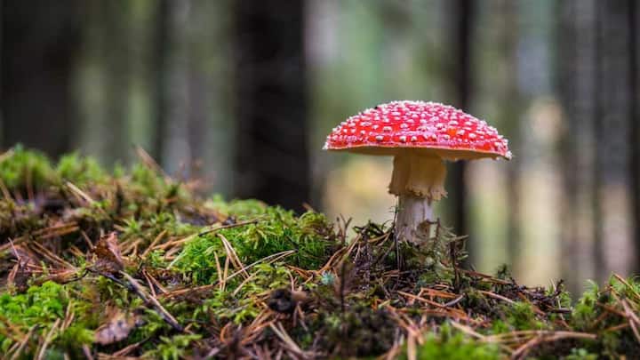 हड्डियों में दर्द से राहत पाने और  मजबूती बनाने के लिए सूरज की रोशनी लें और मशरूम खाएं. कुछ प्रकार के मशरूम, खासकर वे जो सूरज की रोशनी में उगते हैं, वे शरीर में विटामिन D की कमी को पूरा करने में मदद करते हैं. विटामिन D, कैल्शियम को हड्डियों तक पहुंचाने का काम करता है.