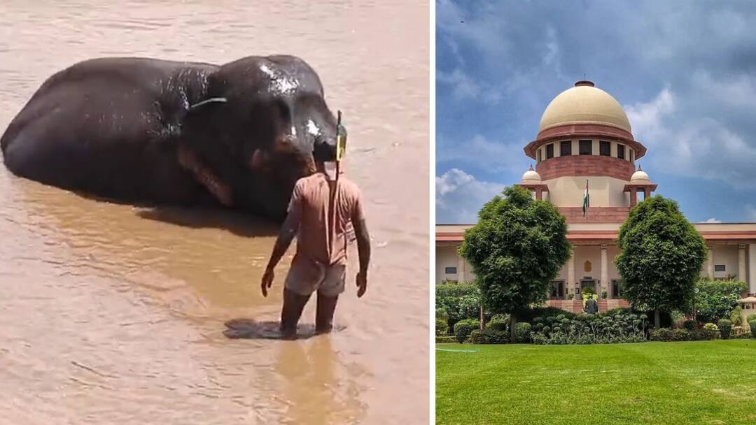 Supreme Court rejects petition of Mahadevi Hattini of Nandani Math clears way to Vantara in Gujarat Kolhapur News: नांदणी मठाच्या महादेवी हत्तीणीची याचिका सर्वोच्च न्यायालयाने फेटाळली, गुजरातमधील वनताराकडे जाण्याचा मार्ग मोकळा