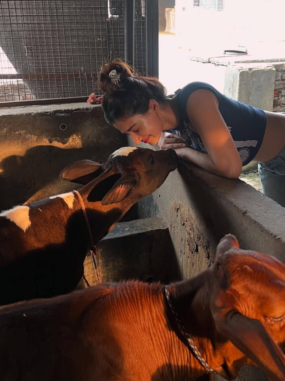 Disha Patni was once seen expressing love with the cows of her pharmocha.
