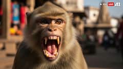 'Monkey Business' Is No Joke; MP Man From Singrauli Finds Out The Hard Way: WATCH