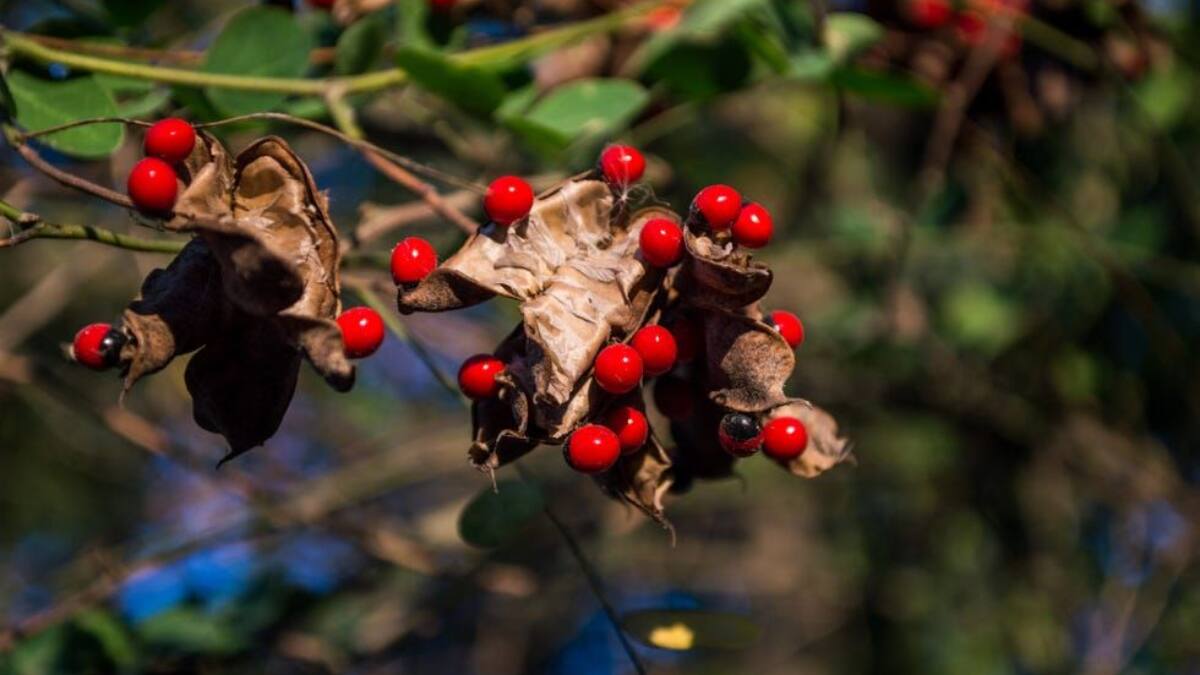 (Image Source: Pinterest/goodhousemag)