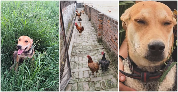 While enjoying the weekend, the actress shared the post and during this time he also showed glimpses of the animals of her pharmas.
