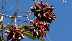 Deadly But Beautiful — 6 Poisonous Plants You Must Never Touch