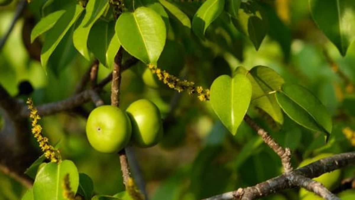 (Image Source: Pinterest/bimbabyguide)