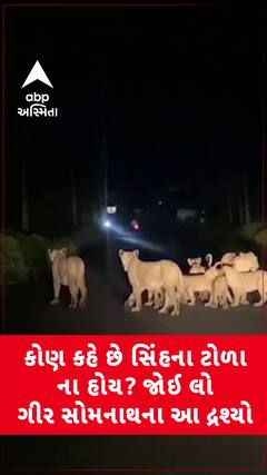 Lion Video Viral: કોણ કહે છે સિંહના ટોળા ના હોય? જોઈ લો ગીર સોમનાથના આ દ્રશ્યો