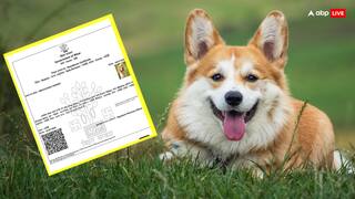 ‘Dog Babu To Dogesh Babu’: Bihar’s Fake Certificate Saga Gets Funnier; Here’s What ECI Said