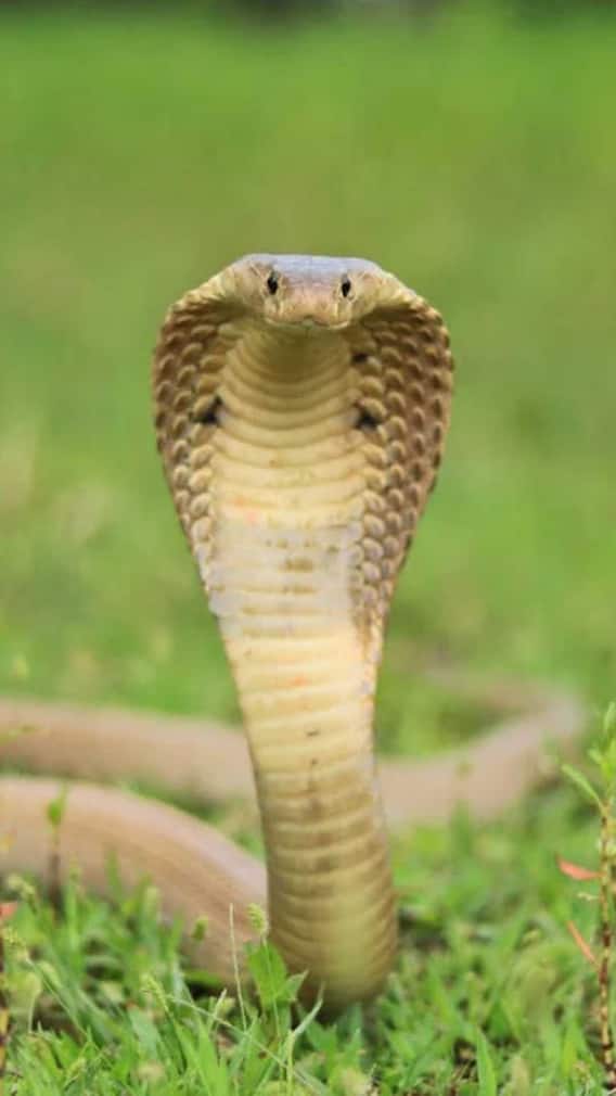 एक बार काटने पर कितना जहर छोड़ता है सांप?