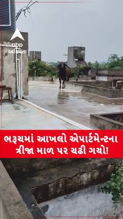 Bharuch Video : ભરૂચમાં આવેલા નર્મદા એપાર્ટમેન્ટના ત્રીજા માળ સુધી પહોંચી ગયો સાંઢ