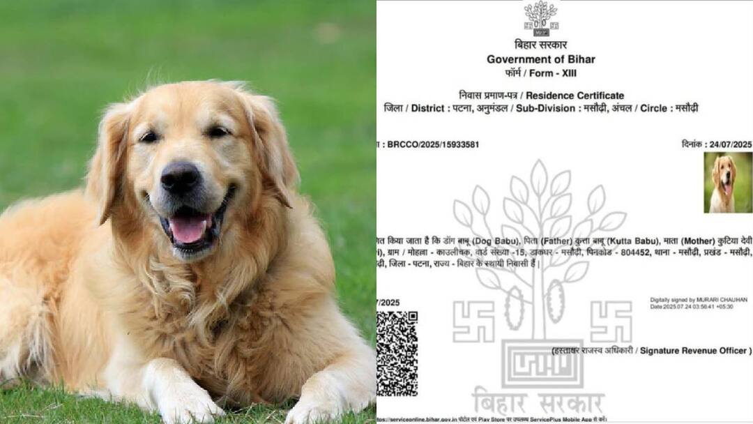 Dog Babu residence certificate cancelled in Patna FIR against officer who issued the certificate पटना में 'डॉग बाबू' मामले पर एक्शन, कुत्ते का आवासीय प्रमाण पत्र रद्द, अधिकारी पर FIR