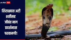 शिराळ्यात अटी शर्तीसह जीवंत नाग प्रदर्शनास 21 जणांना परवानगी, नियमांचं उल्लंघन केल्यास कारवाई होणार