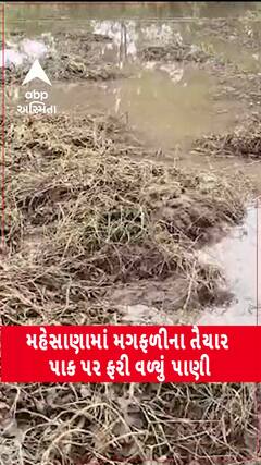 Mehsana Rain Effect : મહેસાણામાં મગફળીના તૈયાર પાક પર ફરી વળ્યું પાણી