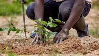 Tree Farming: ਪੈਸਾ ਕਮਾਉਣ ਦਾ ਵਧੀਆ ਮੌਕਾ ! ਅਗਸਤ ਵਿੱਚ ਲਾਓ ਇਹ 3 ਰੁੱਖ, ਕਿਸਾਨ ਵੀਰਾਂ ਨੂੰ ਹੋਵੇਗੀ ਬੰਪਰ ਕਮਾਈ
