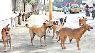 அதிகரிக்கும் நாய்கள் அட்டகாசம்.. கருணை கொலை செய்ய தமிழக அரசு உத்தரவா?