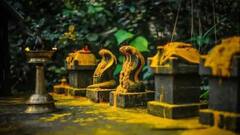 నాగపంచమి 2025: పాలు పుట్టలో పోయాలా , నాగ శిలలకు పోయాలా? నాగులు , సర్పాలు, పాముల మధ్య వ్యత్యాసం ఏంటి?