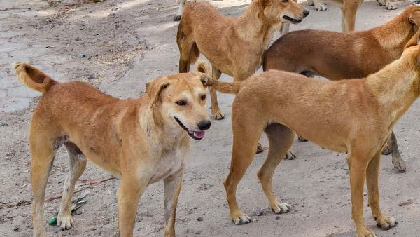 அதிகரிக்கும் நாய்கள் அட்டகாசம்.. கருணை கொலை செய்ய தமிழக அரசு உத்தரவா?