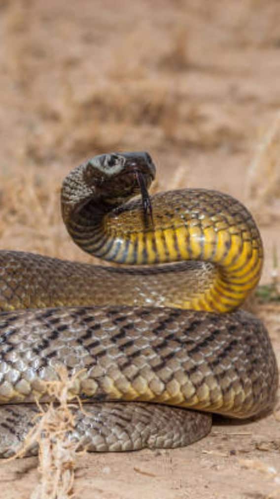 किस सांप में होता है सबसे ज्यादा जहर?