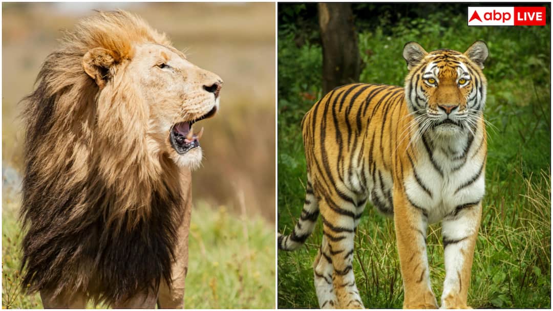 International Tiger Day: टाइगर को बचाने की बात होती है, लेकिन शेर को नहीं? आखिर ऐसा क्यों International Tiger Day We talk saving the tiger but not the lion why International Tiger Day: टाइगर को बचाने की बात होती है, लेकिन शेर को नहीं? आखिर ऐसा क्यों