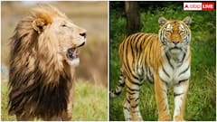 International Tiger Day: टाइगर को बचाने की बात होती है, लेकिन शेर को नहीं? आखिर ऐसा क्यों