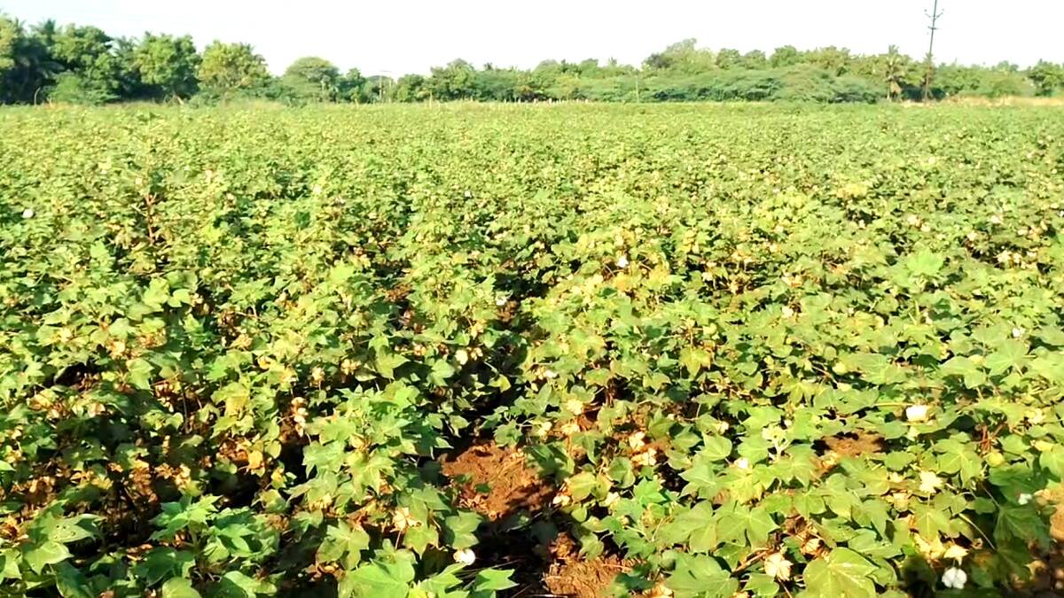 பருத்தி விவசாயிகள் வேதனை: சப்பாத்தி பூச்சி தாக்குதல்! உதவ முன்வருமா அரசு?