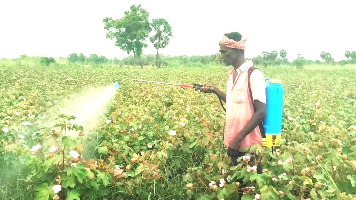 பருத்தி விவசாயிகள் வேதனை: சப்பாத்தி பூச்சி தாக்குதல்! உதவ முன்வருமா அரசு?