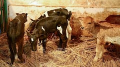 राजस्थान में गौशालाओं पर गरमाई सिसायत, कांग्रेस ने बीजेपी पर साधा निशाना