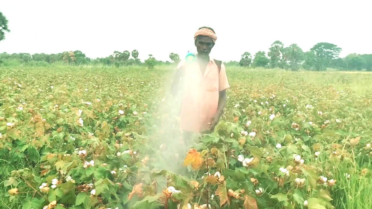 பருத்தி விவசாயிகள் வேதனை: சப்பாத்தி பூச்சி தாக்குதல்! உதவ முன்வருமா அரசு?