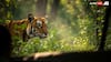 Planning A Tiger Safari? These 10 Indian Reserves Offer The Best Chances