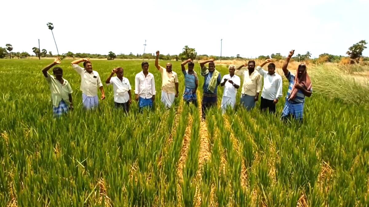 சீர்காழி அருகே விவசாயிகள் போராட்டம்: கருகும் பயிர்கள், கண்ணீரில் தத்தளிக்கும் விவசாயிகள்! நடவடிக்கை எடுக்குமா நீர்வளத்துறை..?