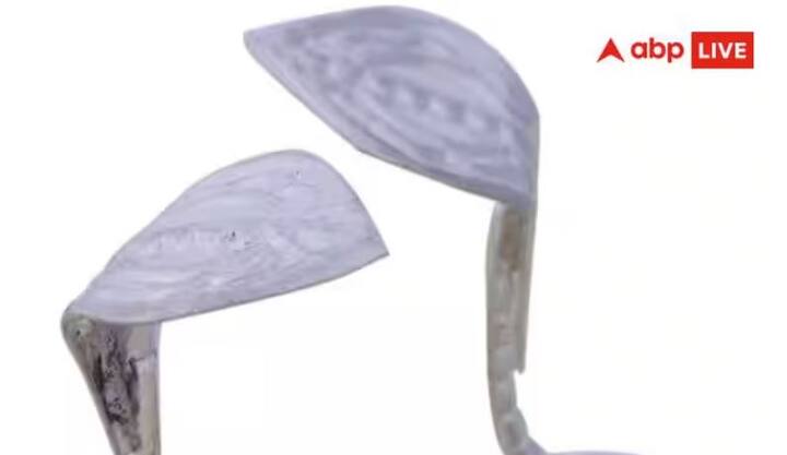 ਸਾਵਣ ਦੇ ਮਹੀਨੇ ਵਿੱਚ, ਸ਼ਿਵਲਿੰਗ 'ਤੇ ਚਾਂਦੀ ਦੇ ਨਾਗ-ਨਾਗਿਨ ਦਾ ਜੋੜਾ ਚੜ੍ਹਾਉਣਾ ਬਹੁਤ ਸ਼ੁਭ ਮੰਨਿਆ ਜਾਂਦਾ ਹੈ। ਜੋਤਿਸ਼ ਸ਼ਾਸਤਰ ਦੇ ਅਨੁਸਾਰ, ਇਹ ਬ੍ਰਹਮ ਅਸੀਸਾਂ, ਸੁਰੱਖਿਆ ਅਤੇ ਮੁਸੀਬਤਾਂ ਤੋਂ ਮੁਕਤੀ ਪ੍ਰਦਾਨ ਕਰਦਾ ਹੈ। ਇਸ ਲਈ, ਸਾਵਣ ਦੇ ਮਹੀਨੇ ਵਿੱਚ, ਲੋਕ ਚਾਂਦੀ ਦੇ ਨਾਗ-ਨਾਗਿਨ ਵੀ ਖਰੀਦਦੇ ਹਨ।