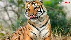 अंतरराष्ट्रीय बाघ दिवस: उत्तराखंड में तेजी से बढ़ रही है बाघों की संख्या