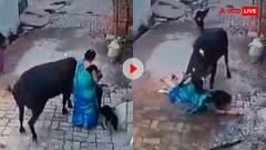 कुत्ता टहला रही महिला पर भड़की आवारा गाय, सींग से रौंद रौंदकर किया बुरा हाल- वीडियो वायरल