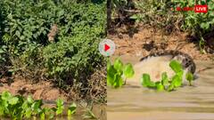 जब पानी के दरिंदे पर आदमखोर ने किया हमला! वीडियो देख पनाह मांगेगी रूह- यहां देखिए