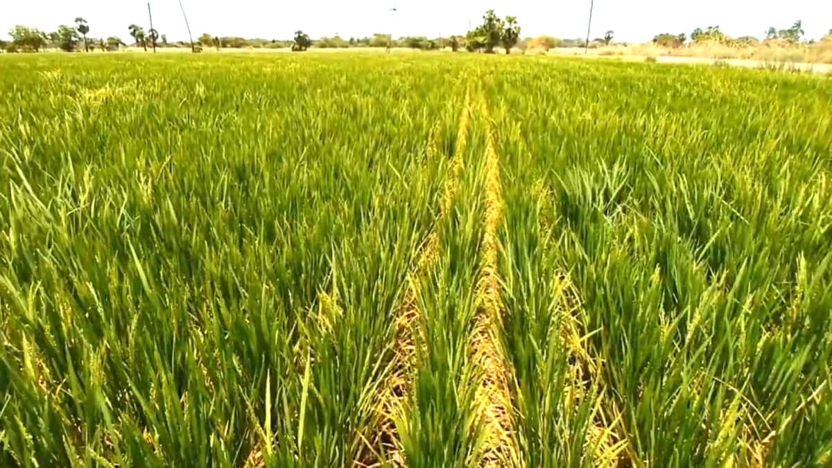 சீர்காழி அருகே விவசாயிகள் போராட்டம்: கருகும் பயிர்கள், கண்ணீரில் தத்தளிக்கும் விவசாயிகள்! நடவடிக்கை எடுக்குமா நீர்வளத்துறை..?