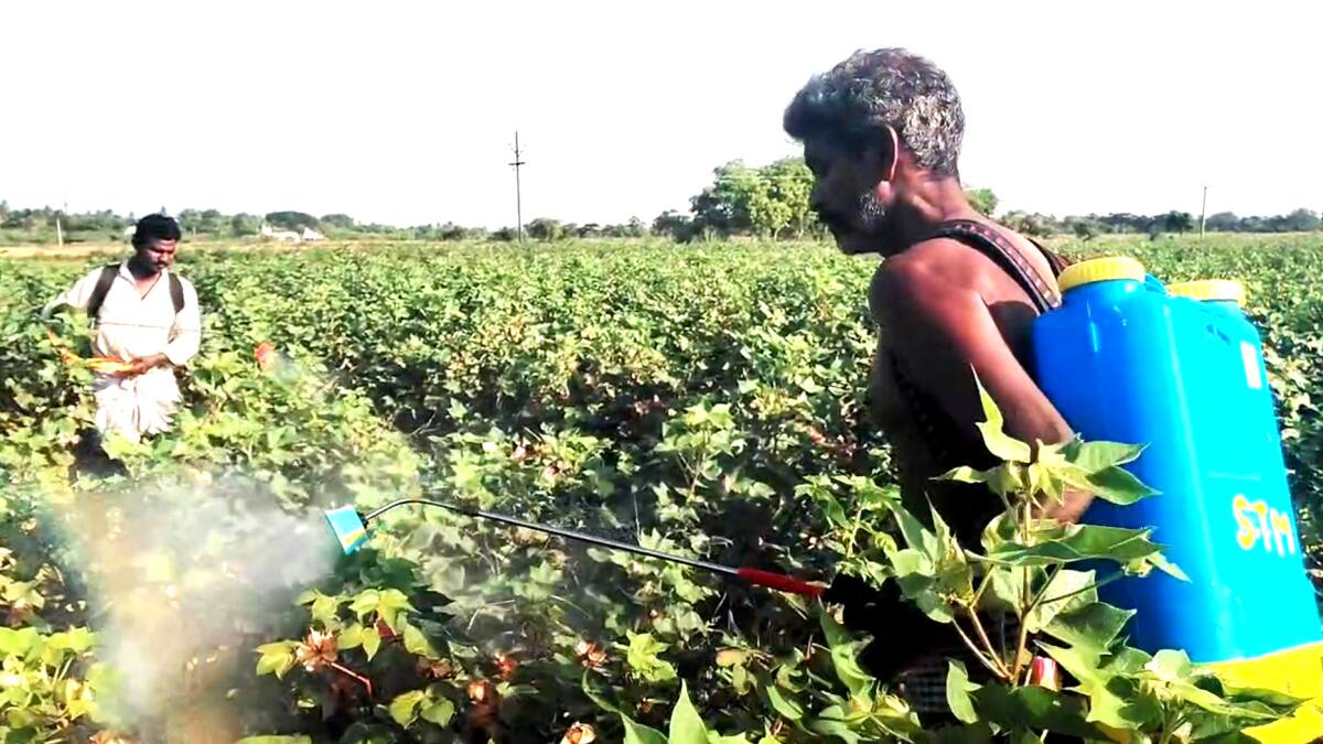 பருத்தி விவசாயிகள் வேதனை: சப்பாத்தி பூச்சி தாக்குதல்! உதவ முன்வருமா அரசு?