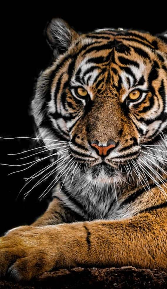 टाइगर की हड्डियों से बनती है इस बीमारी की दवा