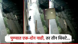पुण्यात एक-दोन नाही, तर 3 बिबट्या; एका मागून एकाचा मुक्त संचार, सीसीटीव्हीत घटना कैद