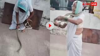बूढ़ा होगा तेरा बाप! 70 साल की महिला ने गले में लपेट लिया 8 फीट लंबा सांप, वीडियो देख लोग बोले- हिम्मत हो तो ऐसी
