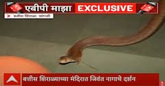 Nag Panchami 2025: 23 वर्षांनंतर सांगलीमधील बत्तीस शिराळ्याच्या मंदिरात जिवंत नागाचे दर्शन, PHOTO