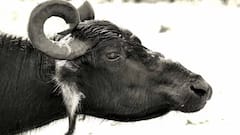 Murrah Buffalo: ਮੁਰ੍ਹਾ ਮੱਝ ਖਰੀਦਣ ਵੇਲੇ ਕਿਵੇਂ ਕਰੀਏ ਇਸਦੀ ਪਛਾਣ ਕਿ ਇਹ ਅਸਲੀ ਨਸਲ ਹੈ ਜਾਂ ਨਕਲੀ, ਜਾਣੋ ਬਾਰੀਕੀਆਂ