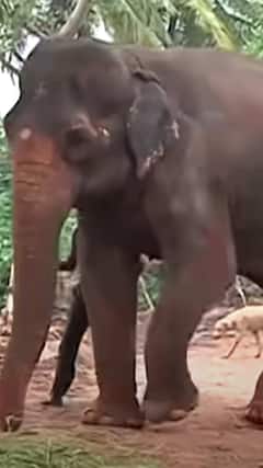 वनताराला जाताना महादेवी हत्तीणीचे डोळेही पाणावले, कोल्हापूरकरांचा भावपूर्ण निरोप