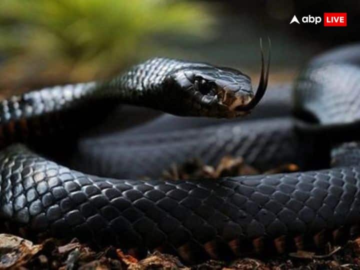 Just as the serpent remains balanced by keeping poisonous poison within them, in the same way, humans should also be balanced and restrained by abandoning the poisonous thoughts like odor, anger, jealousy, greed etc.