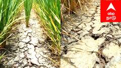 சீர்காழி அருகே விவசாயிகள் போராட்டம்: கருகும் பயிர்கள், கண்ணீரில் தத்தளிக்கும் விவசாயிகள்! நடவடிக்கை எடுக்குமா நீர்வளத்துறை..?