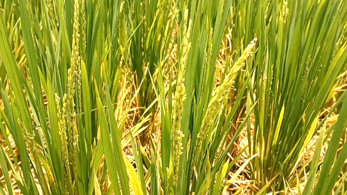 சீர்காழி அருகே விவசாயிகள் போராட்டம்: கருகும் பயிர்கள், கண்ணீரில் தத்தளிக்கும் விவசாயிகள்! நடவடிக்கை எடுக்குமா நீர்வளத்துறை..?