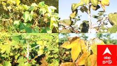 பருத்தி விவசாயிகள் வேதனை: சப்பாத்தி பூச்சி தாக்குதல்! உதவ முன்வருமா அரசு?